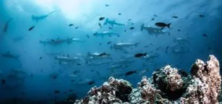 ОТДЫХ И ПОДВОДНЫЕ ФОТО