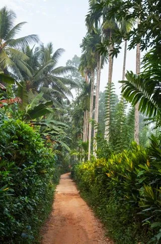 КОРОЛЕВСКИЙ БОТАНИЧЕСКИЙ САД