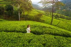 Посетите чайную плантацию Handunugoda 🍃