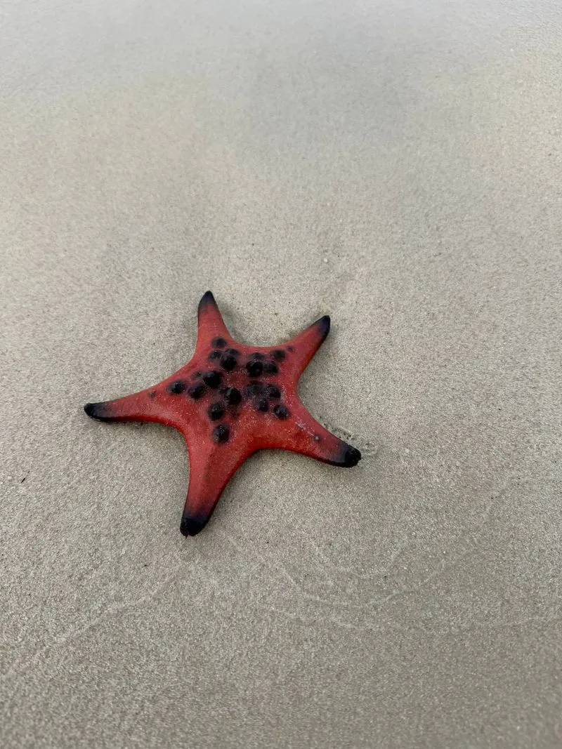 Сафари Vinpearl  и пляж с морскими звездами на Фукуоке