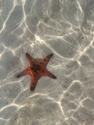 ПЛЯЖ С МОРСКИМИ ЗВЁЗДАМИ