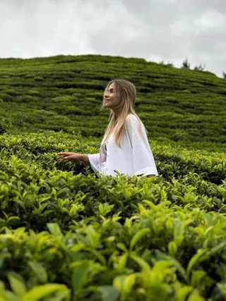 ЧАЙНЫЕ ПЛАНТАЦИИ