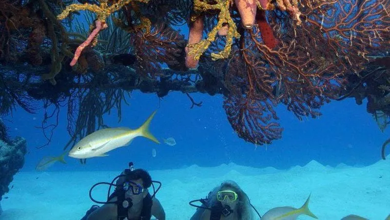 🐠 Наслаждайтесь подводным миром