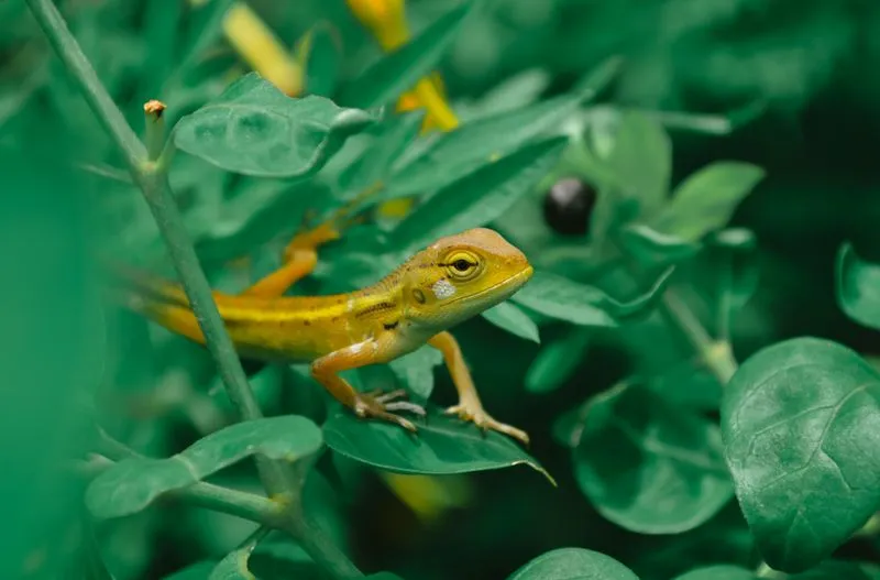 Животные и растения без разрешений