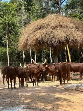 СЛОНЫ НА САФАРИ