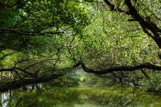 РЕЧНОЕ САФАРИ