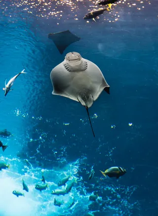 ГИГАНТСКИЕ МОРСКИЕ МАНТЫ