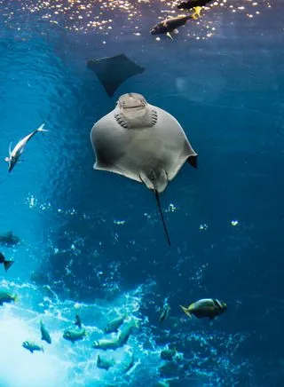 ГИГАНТСКИЕ МОРСКИЕ МАНТЫ