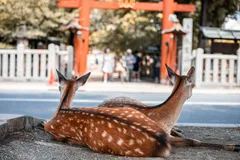 🦌 Поездка в Нару