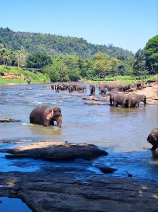 Завтрак на террасе с видом на слонов у реки