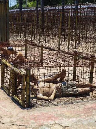 МУЗЕЙ-ТЮРЬМА КОКОСОВОЙ ПЛАНТАЦИИ