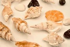 🐚 Украшения из ракушек
