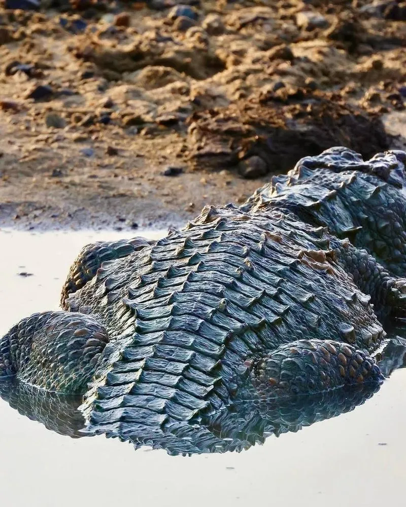 Джип-сафари в парке Яла