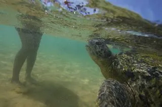 ПЛЯЖ С ЧЕРЕПАХАМИ