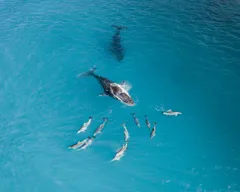 🐋 Морские обитатели