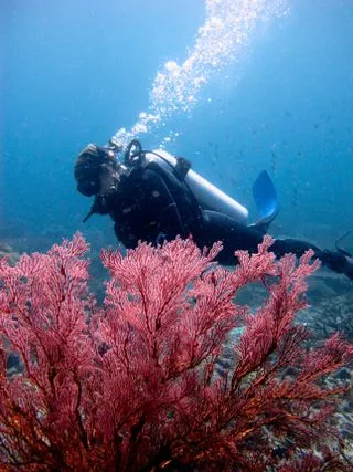 ЯРКИЙ ПОДВОДНЫЙ МИР