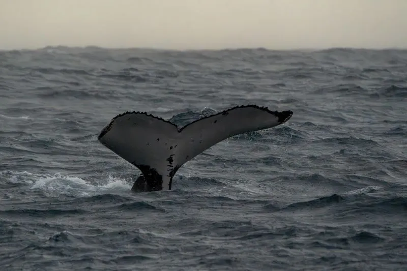 Наблюдение за китами