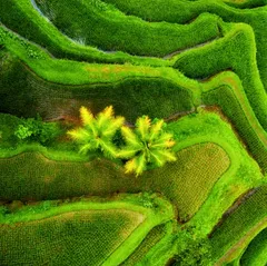 🌿 Центральная Шри-Ланка — горы, чайные плантации и природа