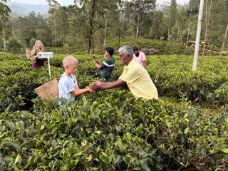 ЧАЙНАЯ ПЛАНТАЦИЯ