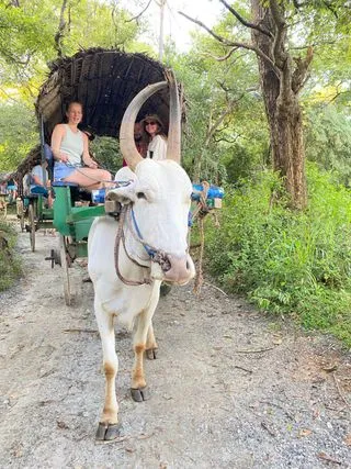 ПОЕЗДКА НА ТЕЛЕГЕ С БУЙВОЛАМИ