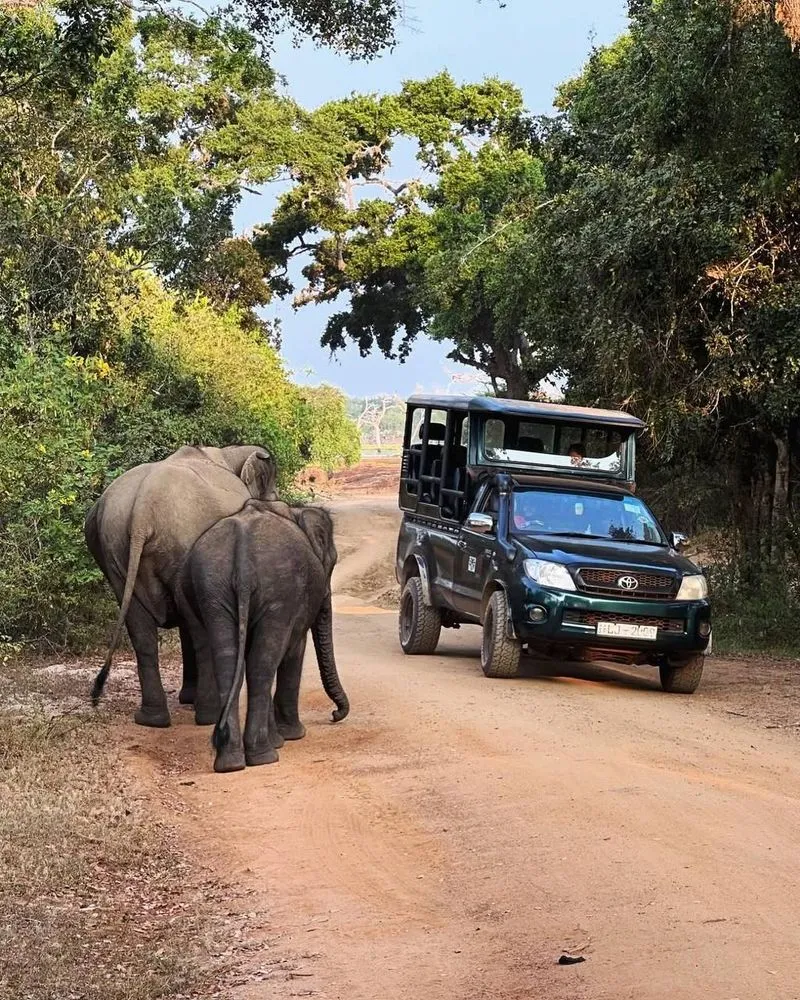 Джип-сафари в парке Яла