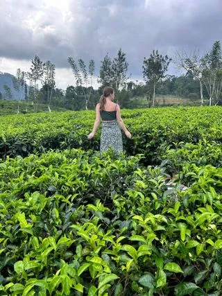 Чайная экскурсия Шри Ланка