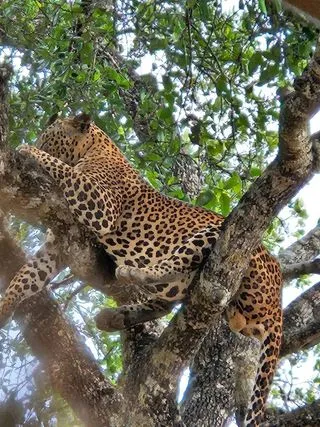 ВОЗМОЖНОСТЬ ВСТРЕТИТЬ ЛЕОПАРДА