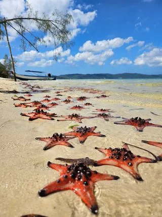 Пляж с морскими звездами