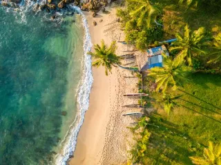 COCONUT TREE HILL 