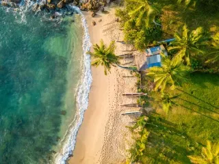 COCONUT TREE HILL 