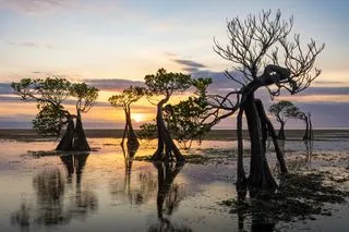 МАНГРОВЫЕ ЛЕСА