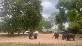 ПАРК СЛОНОВ