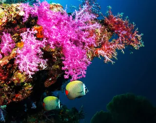 EMBUDU VILLAGE REEF