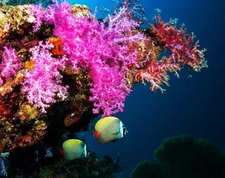 EMBUDU VILLAGE REEF
