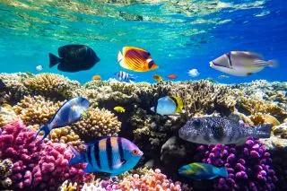 ТРОПИЧЕСКИЕ РЫБЫ И МОРСКОЙ МИР