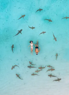 🐋 Снорклинг с китовой акулой