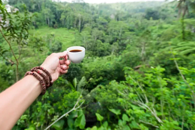 Экскурсия в Кинтамани на Бали: рисовые террасы, храм Пура Джати и кофе с видом на вулкан