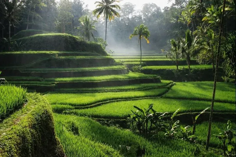 Индивидуальная экскурсия по Убуду Открывая сердце Бали