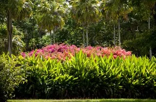 КОРОЛЕВСКИЙ БОТАНИЧЕСКИЙ САД