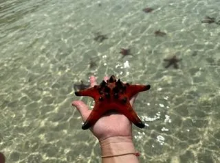 ПЛЯЖ МОРСКИХ ЗВЕЗД