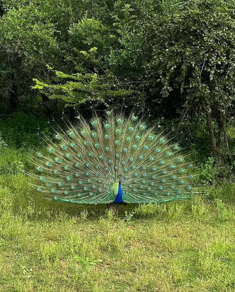 Джип-сафари в парке Яла