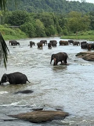 СЛОНОВЫЙ ПИТОМНИК ПИНАВЕЛЛЫ