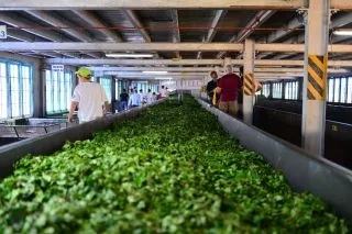 ЧАЙНАЯ ФАБРИКА