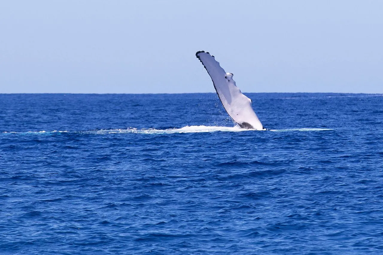 ЗОНЫ ОБИТАНИЯ КИТОВ