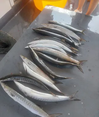БАРРАКУДЫ