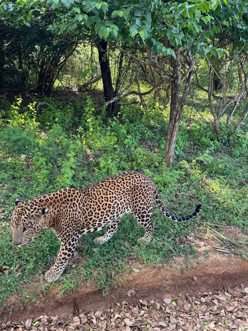 Элла и джип-сафари в парке яла