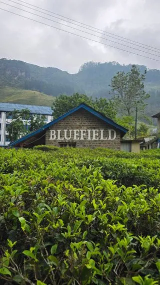 ЧАЙНАЯ ПЛАНТАЦИЯ