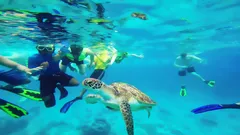 Плавайте с черепахами у Dalawella Beach 🐢