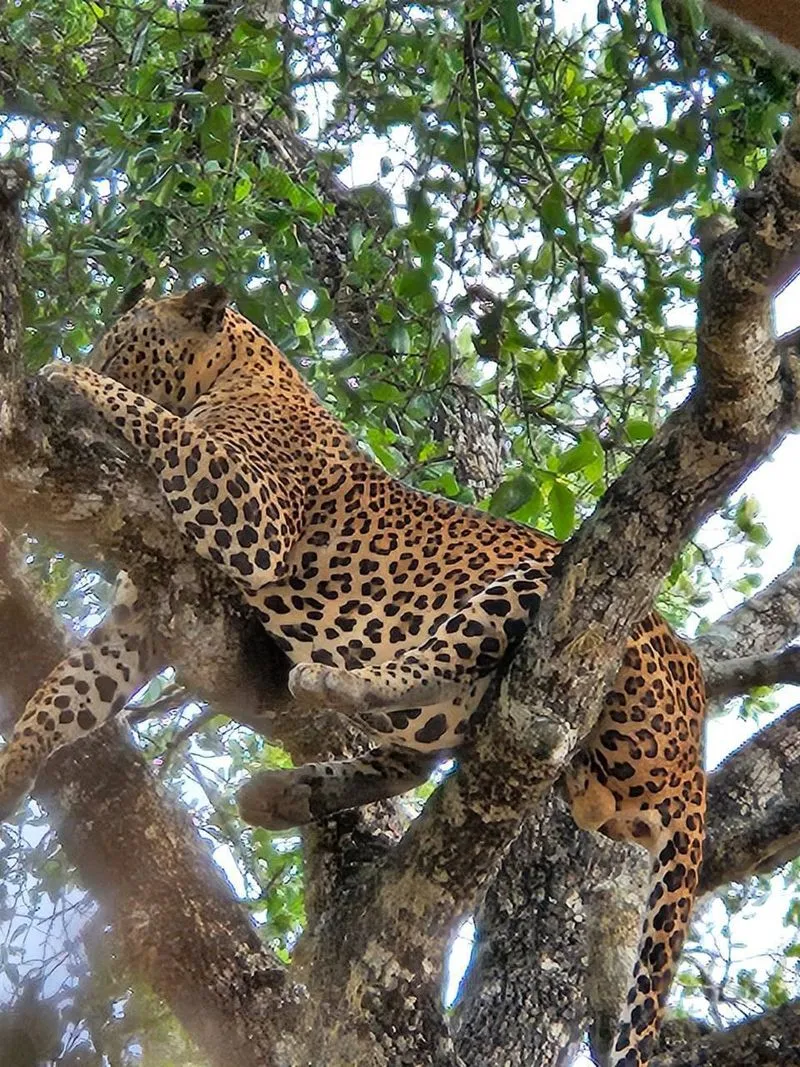 Джип-сафари в парке Яла
