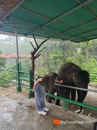 КОРМЛЕНИЕ СЛОНЕНКА